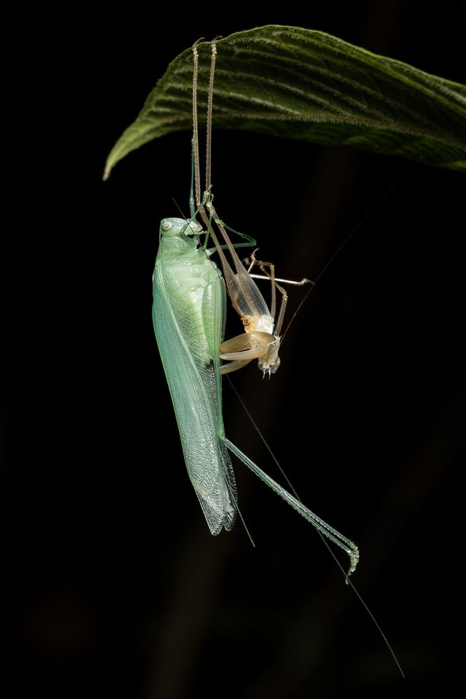 Katydid Molting