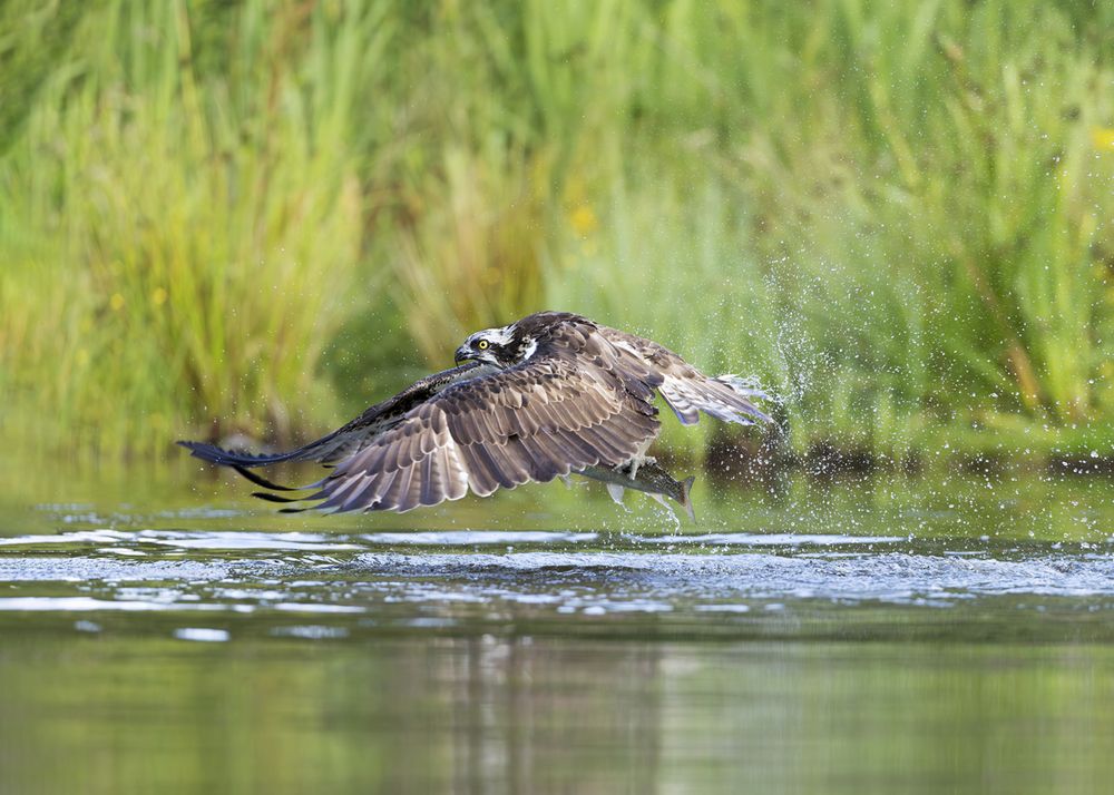 Fishing Osprey
