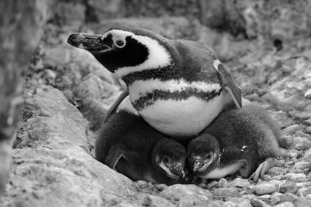 Photograph by SI SABER LOTFI