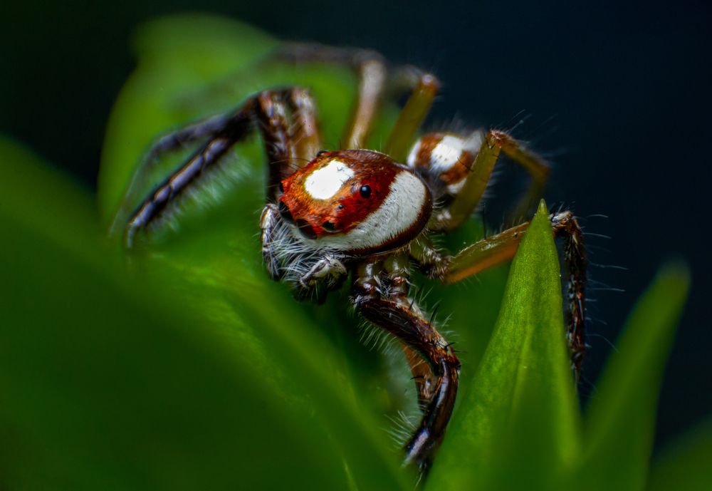 Photograph by Dewindu H. Fernando