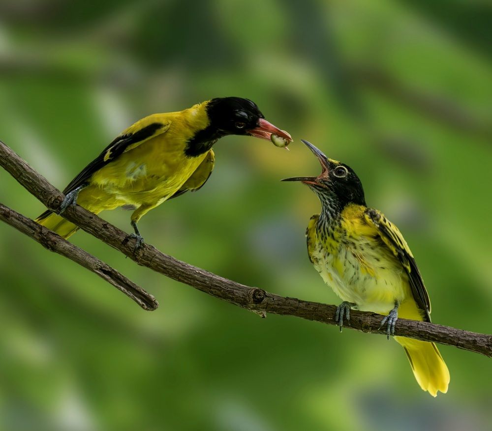 Photograph by Biplab Sarkar