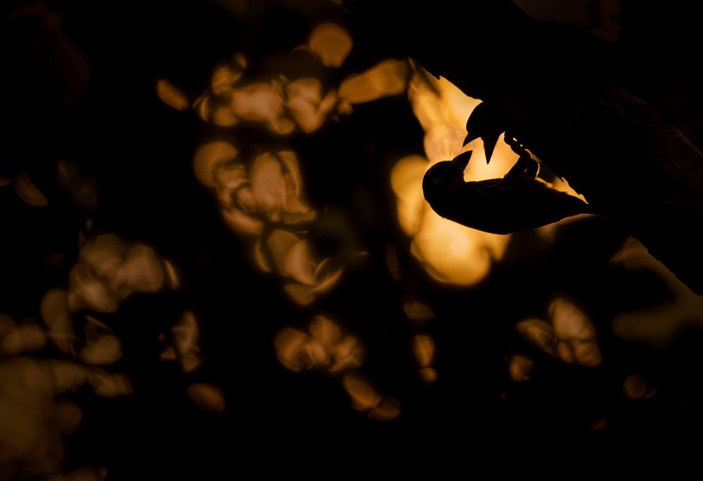 Photograph by Agnibho Saha