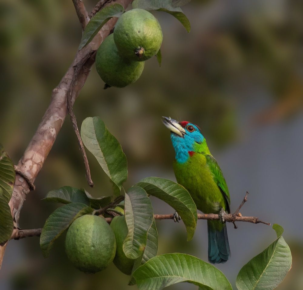 Photograph by Biplab Sarkar