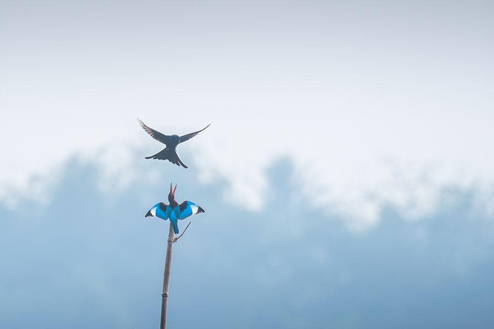 Photograph by Agnibho Saha