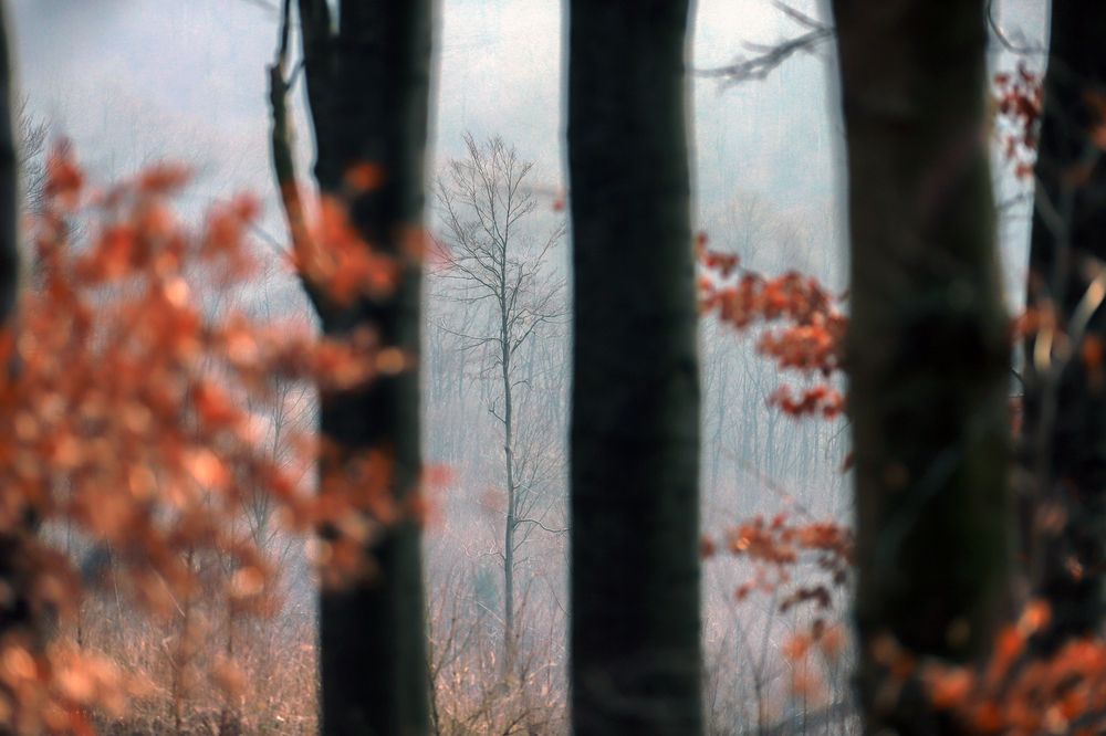 Фотография автора Mojtaba Chenari