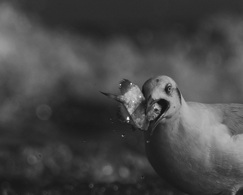 Photograph by Prabhat Ghosh