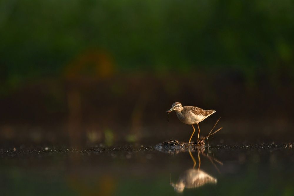 Photograph by Pranav Anil