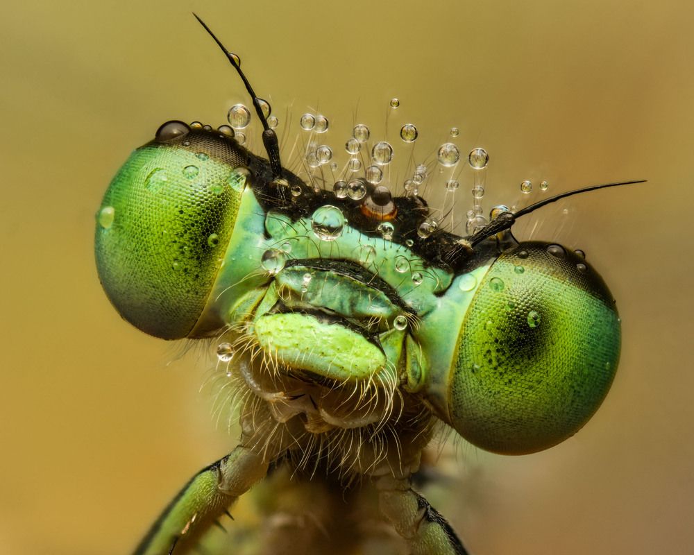 Портрет маленькой стрекозки