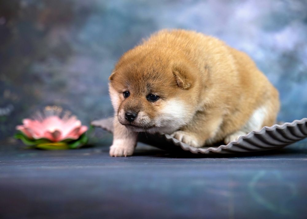 Фотография автора Ольга Фомичева