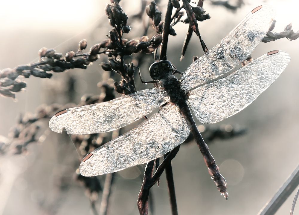 Photograph by Виктор Масальский