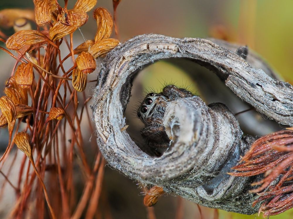 Паук-скакунчик Эварха.
