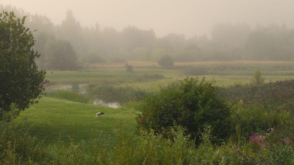 Туманное утро июля...