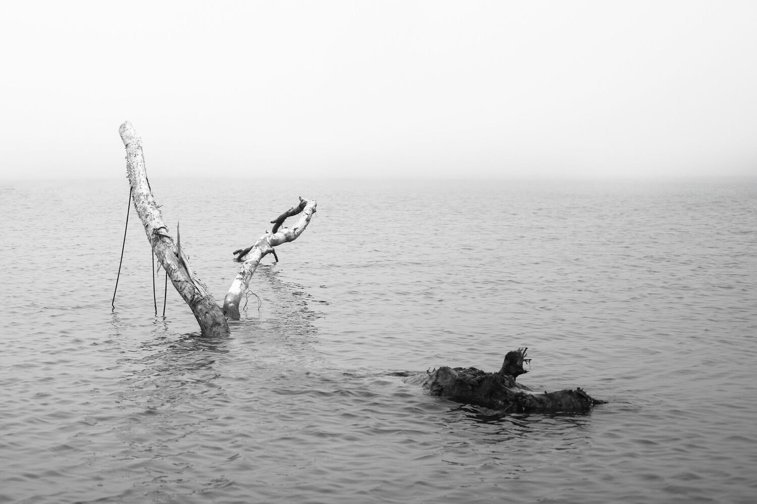 Photo #12010242