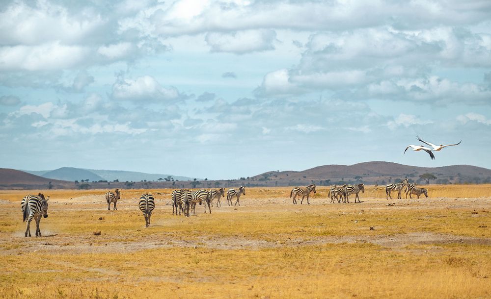 Амбосели. Кения.