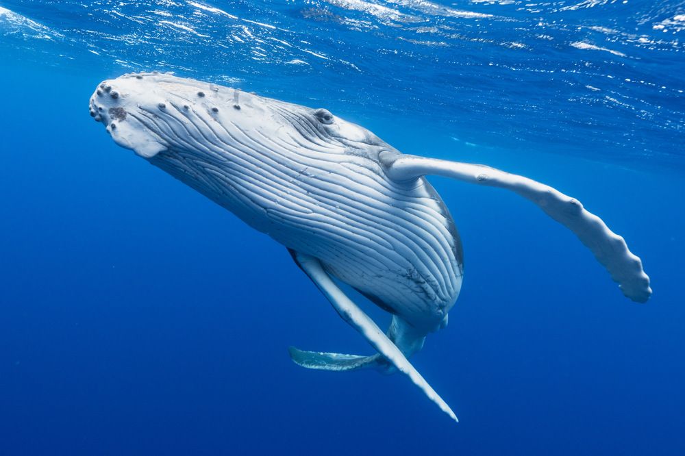 humpback whale