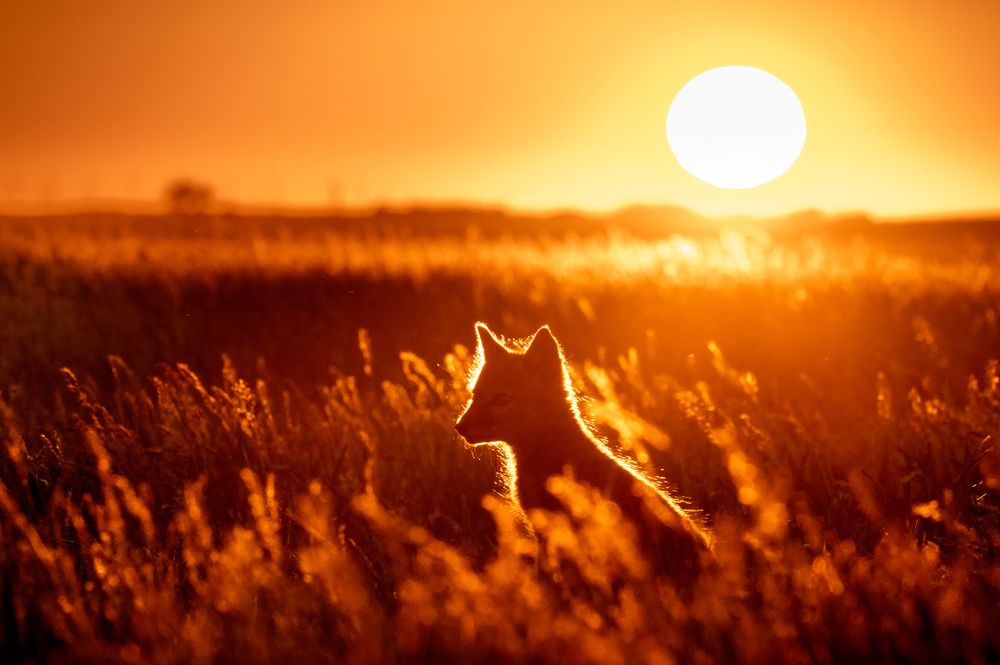 Корсак на закате