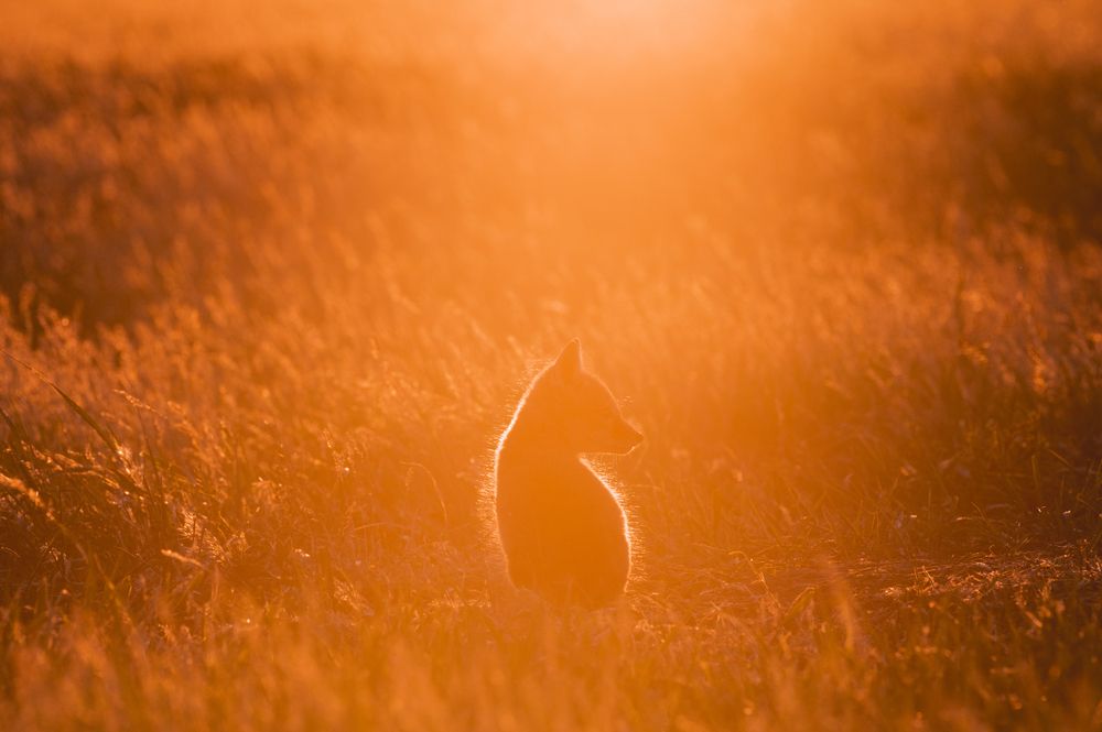 Корсак в пламени закатного света