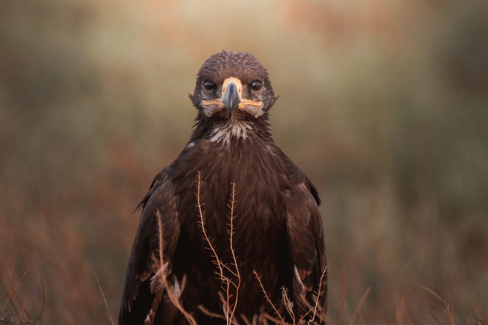 Молодой степной орёл