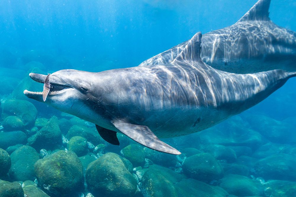 Photograph by AKASAKA AKIRA