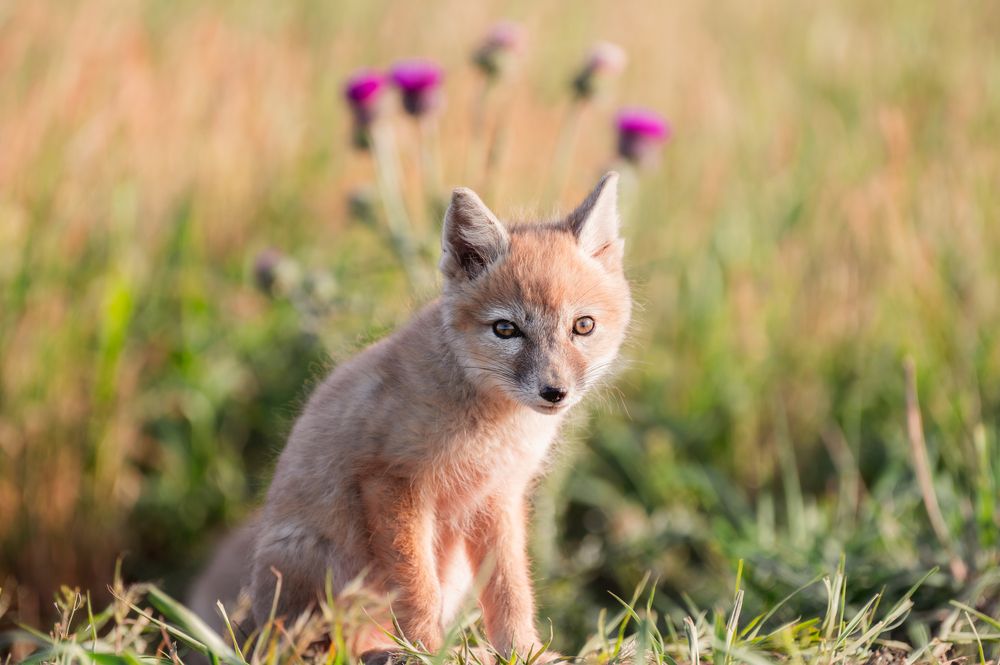Коронованный чертополохом