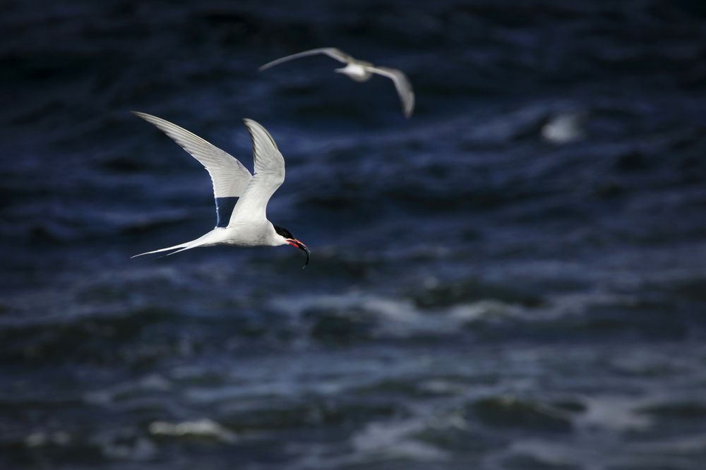 Photograph by Марина Александрова