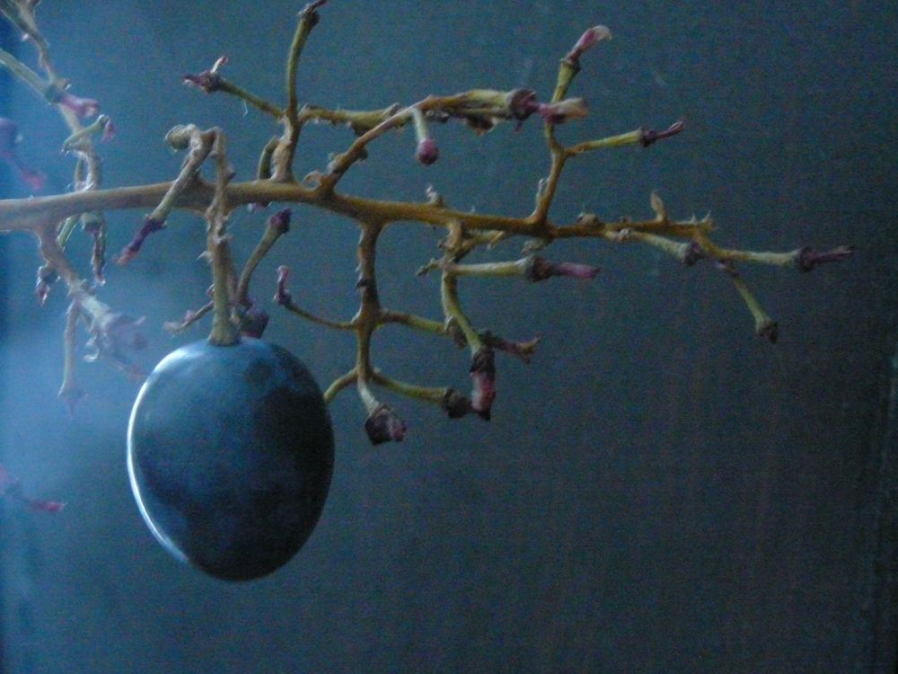 Photo #12010432