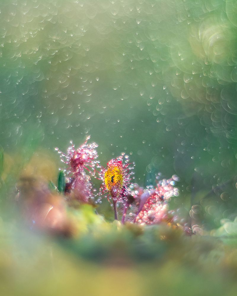 Опасная красота