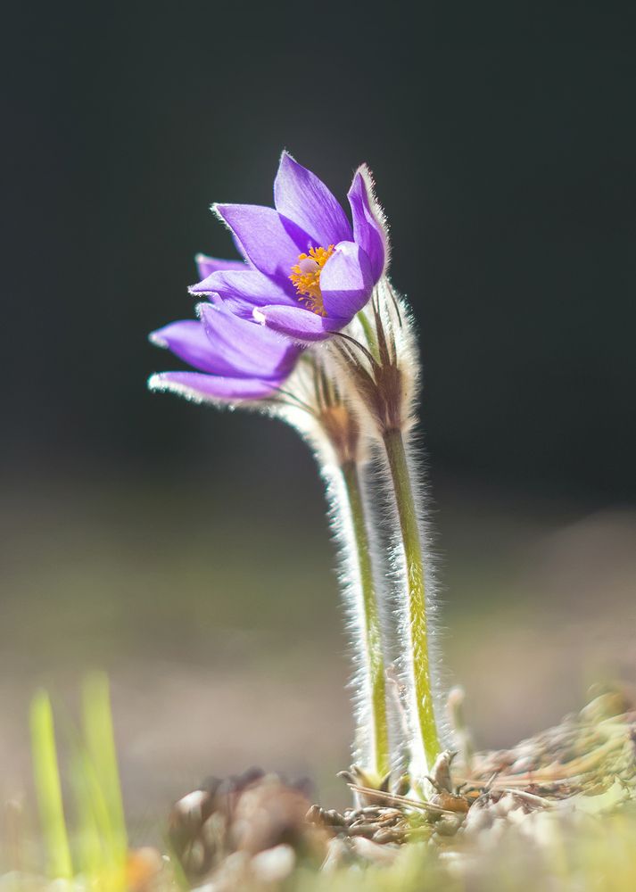 Двое из ларца