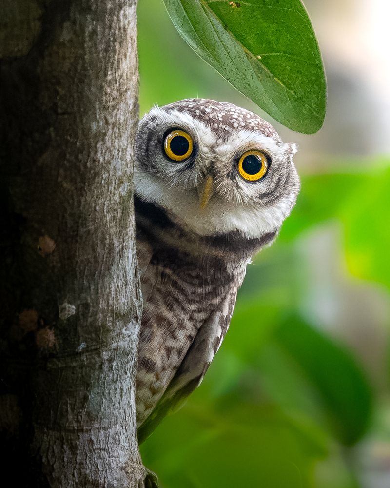 Spotted Owlet