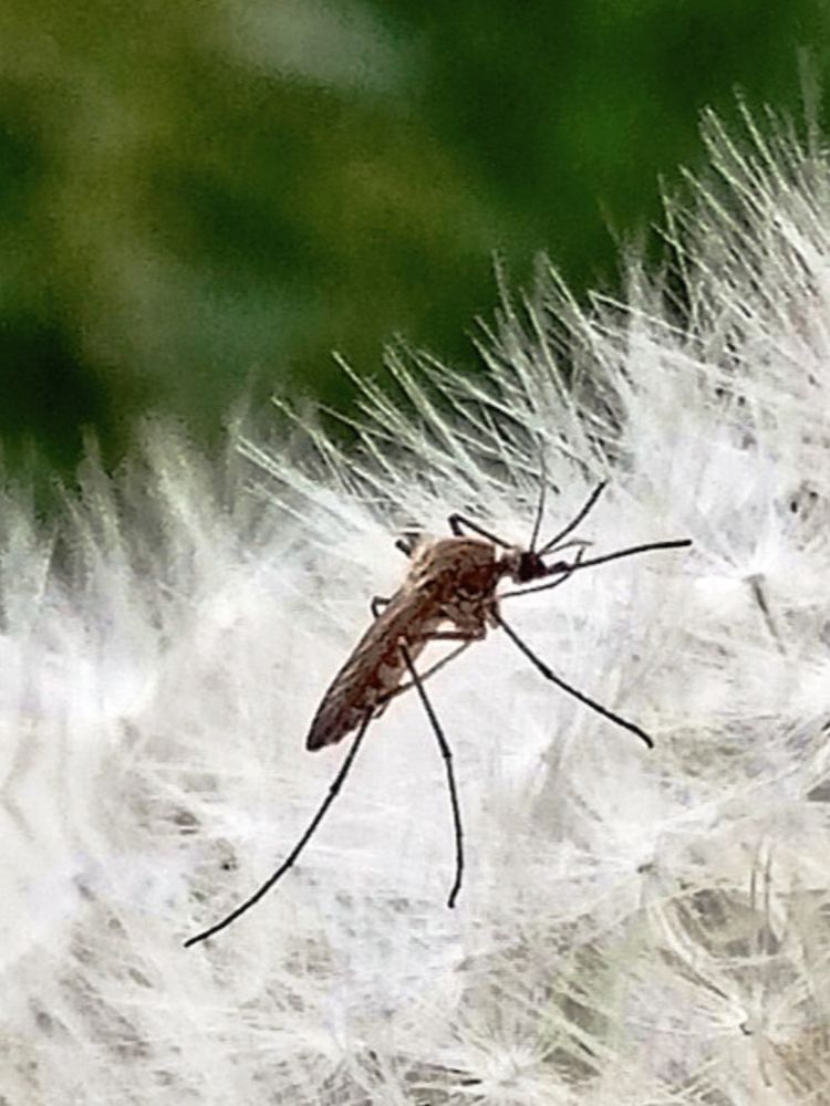 Поцелуй комара