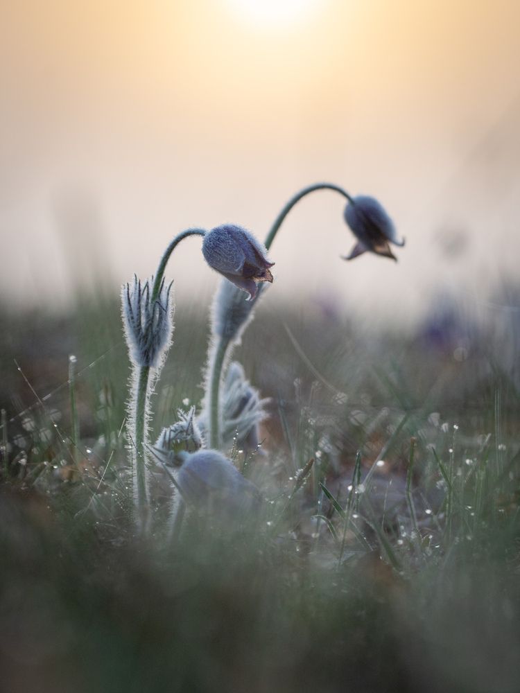 Pasque flowers