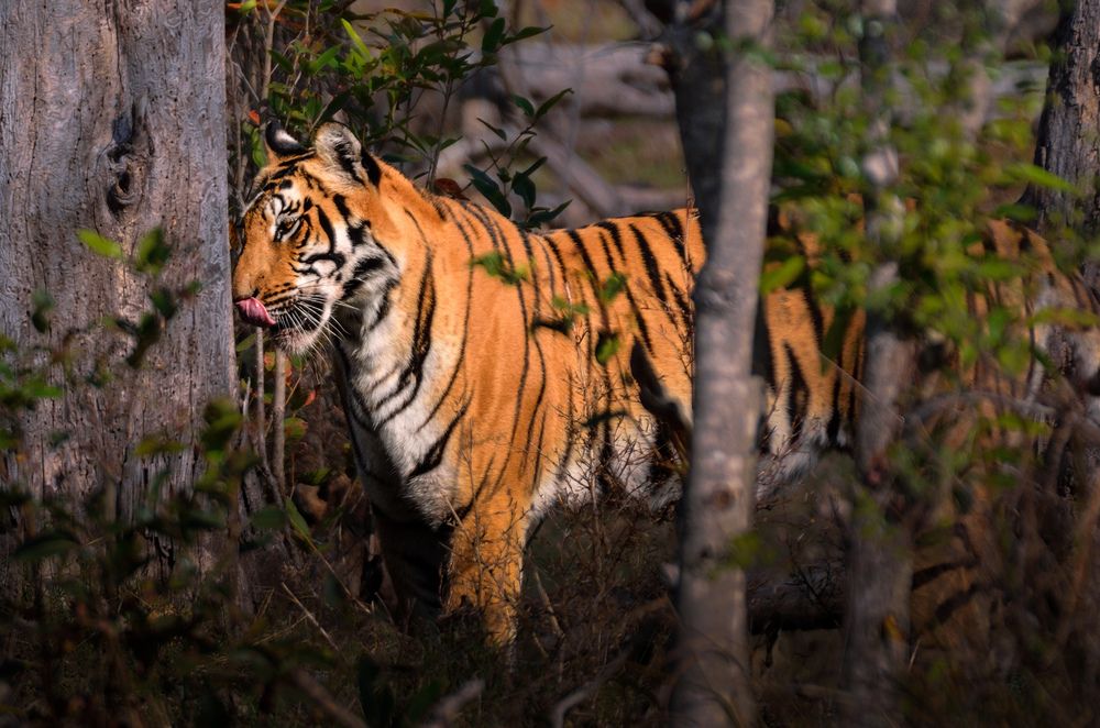 Queen Machli of Churna