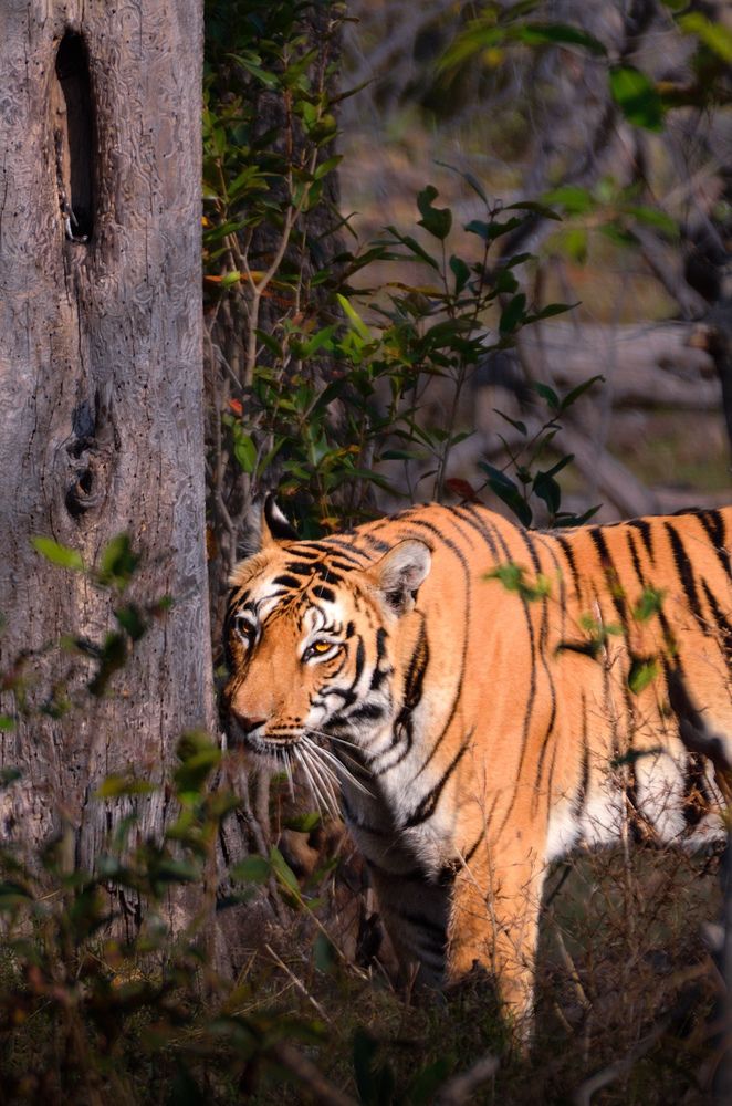 Queen Machli of Churna