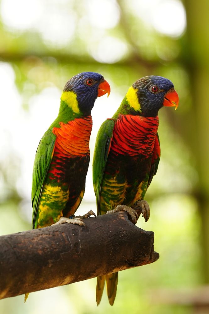 Фотография автора Светлана Зимина