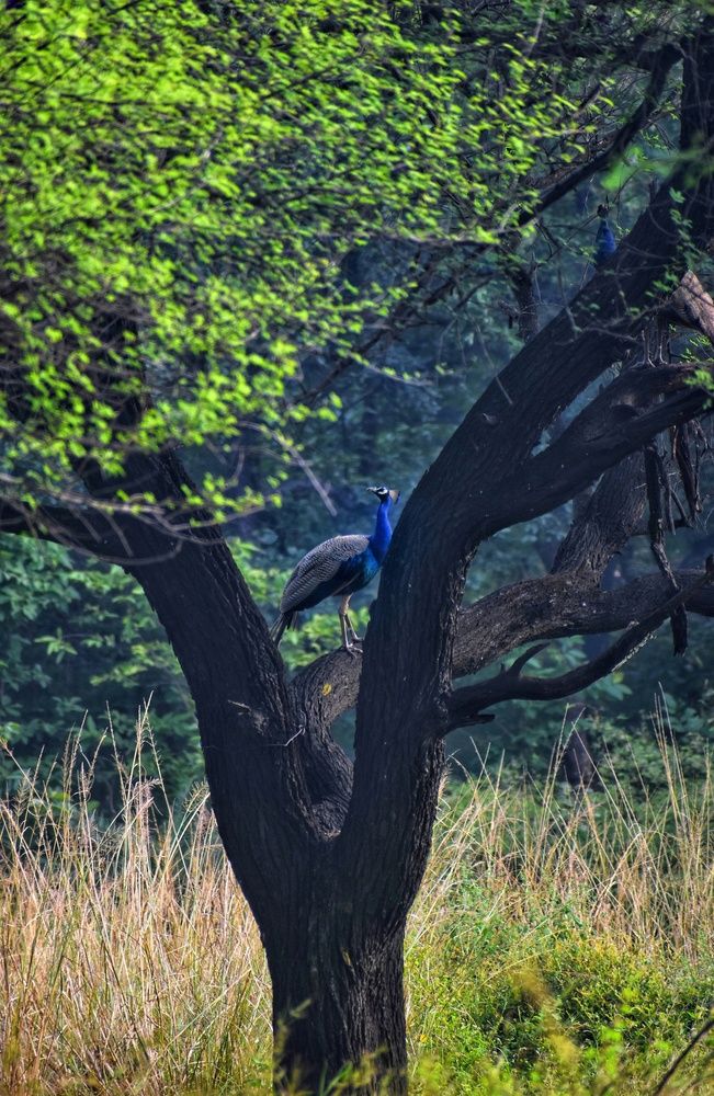 Photograph by Shalabh Srivastava