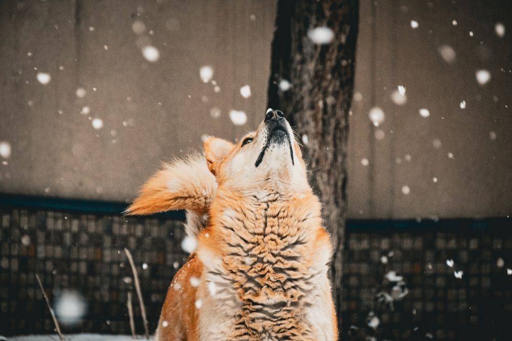 Фотография автора Кристина Шефер