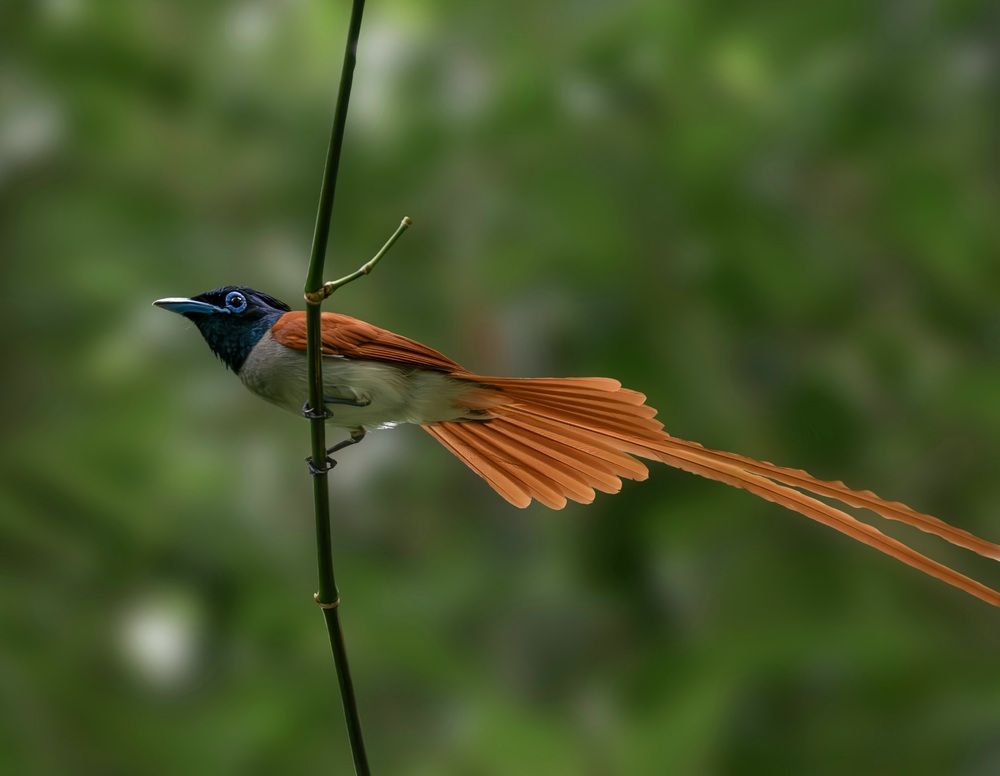 Photograph by Biplab Sarkar