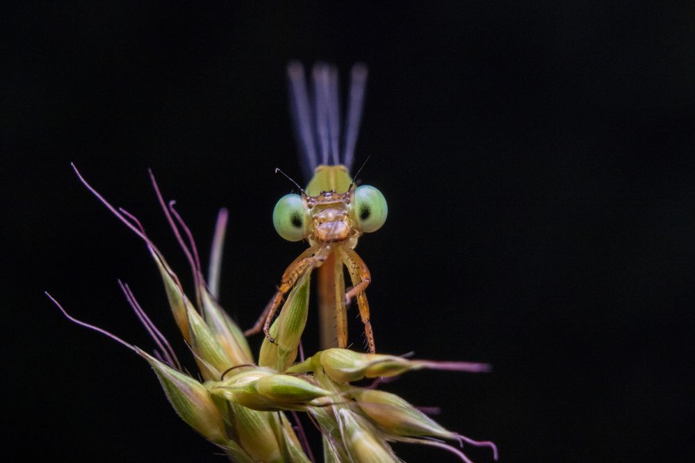 Photograph by Chamara Sulakkhana Polwatta Siriyalage