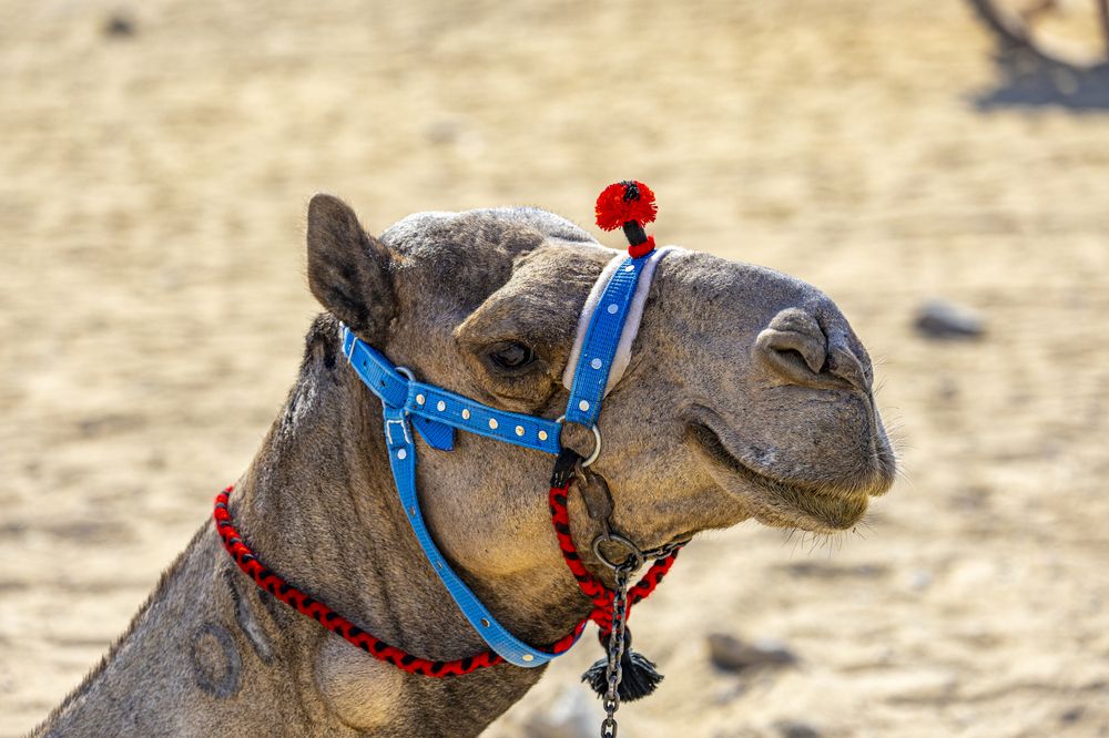 Photograph by Владимир Роля