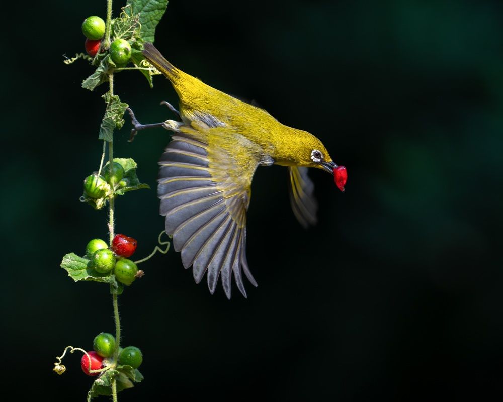 Indian White-Eye