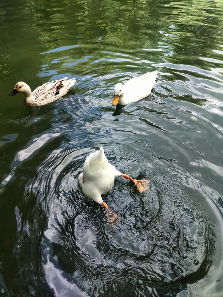 Утиная попка