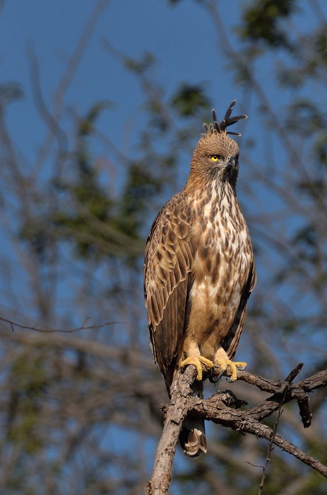 Changeable Hawk-eagle