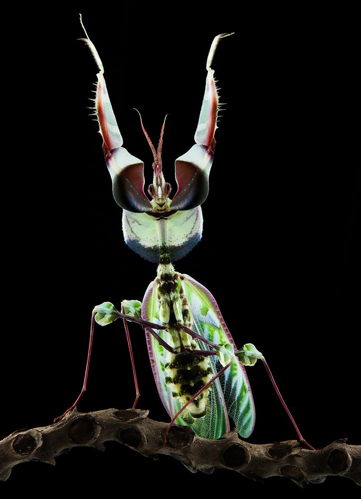 Devil Flower Mantis - Idolomantis Diabolica