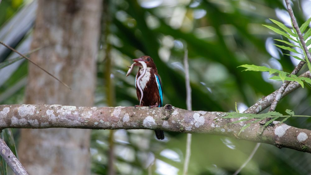 Photograph by Chamara Sulakkhana Polwatta Siriyalage