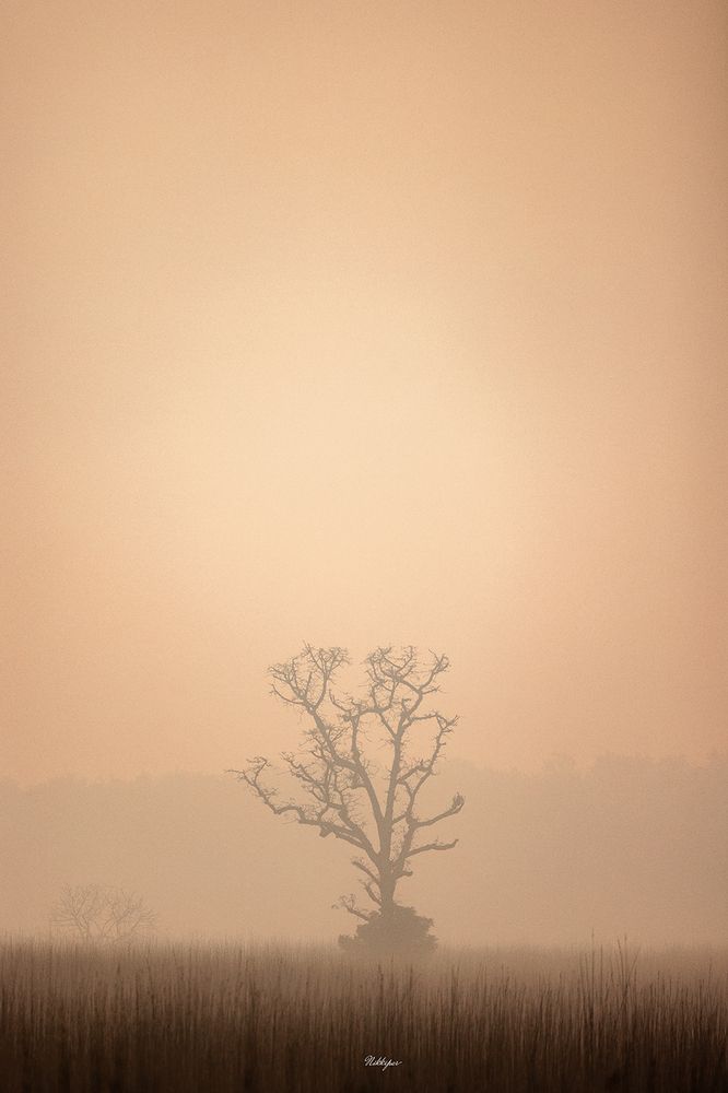 Photograph by Nikhil Parnandi