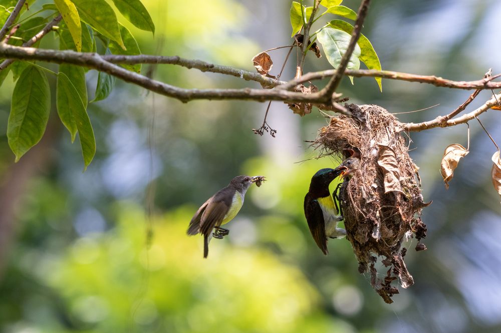 Photograph by Chamara Sulakkhana Polwatta Siriyalage