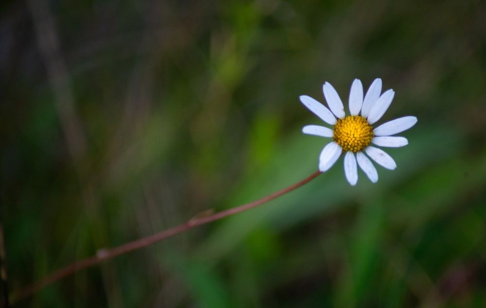 В окрестностях деревни Староселье.