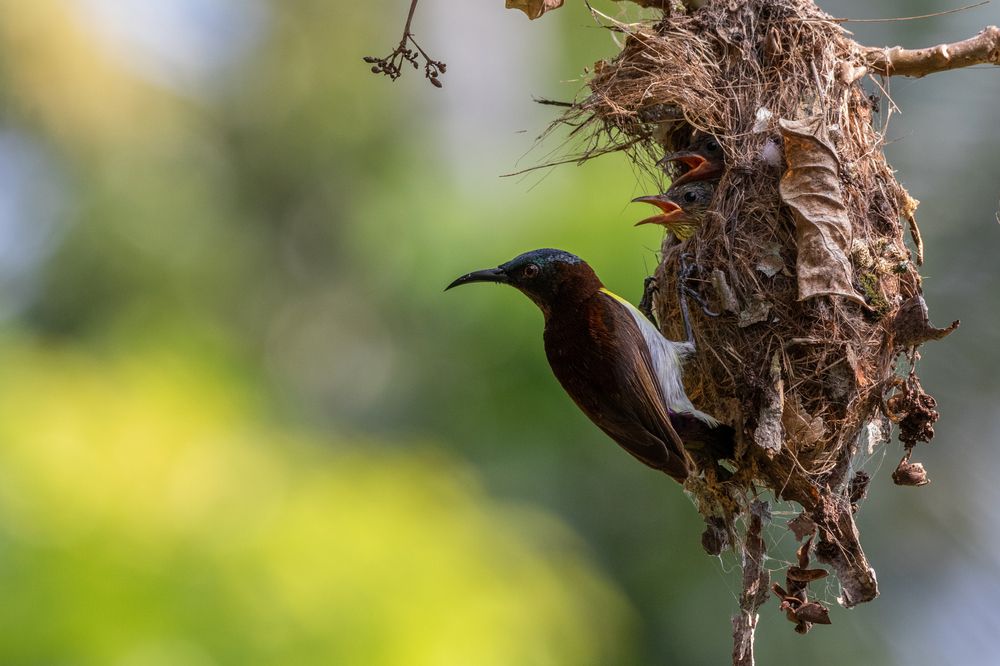 Photograph by Chamara Sulakkhana Polwatta Siriyalage