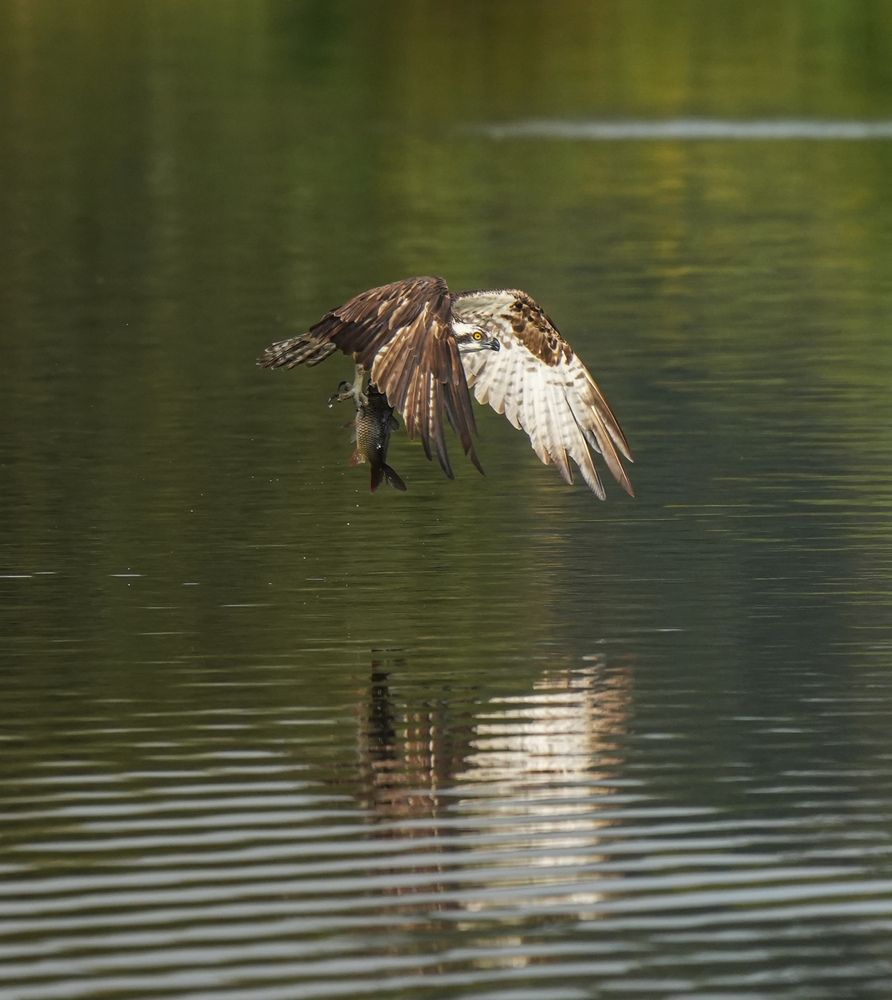 Фотография автора fabio chiari
