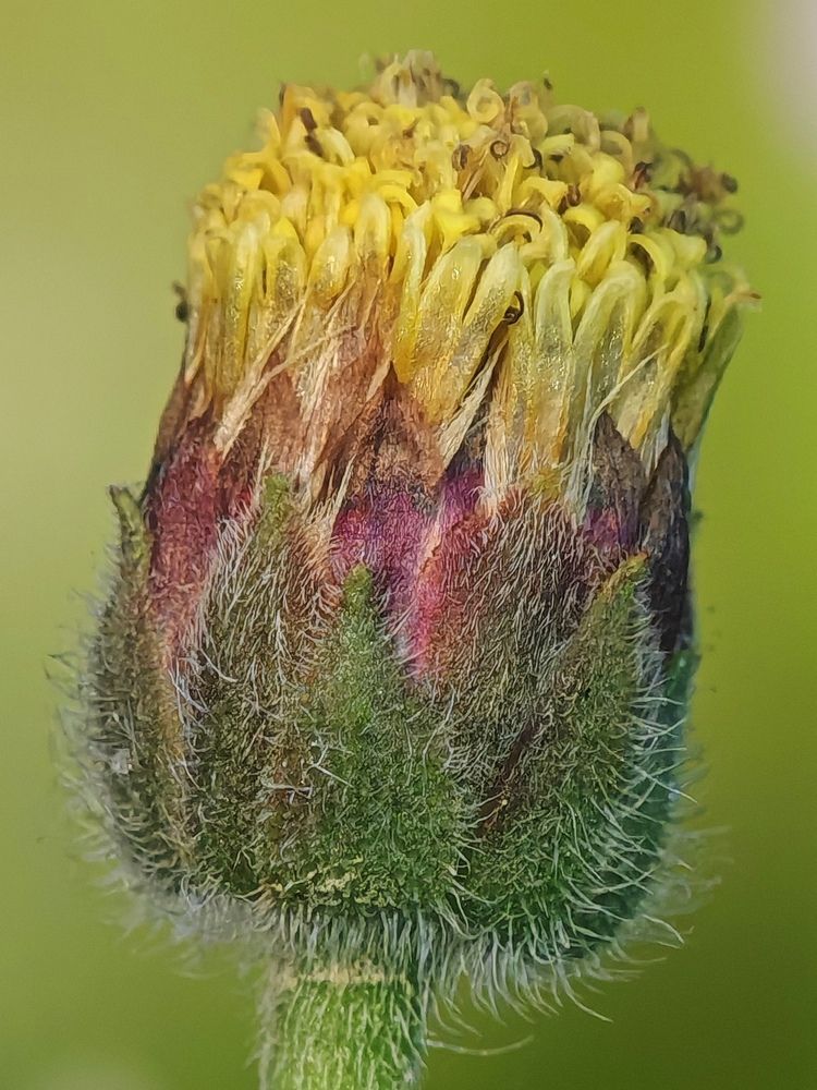 Photograph by Noor Azhar Abd Rasid